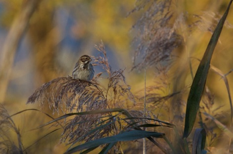 Passero